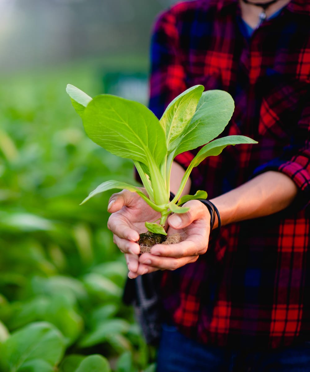 a person holding a plant