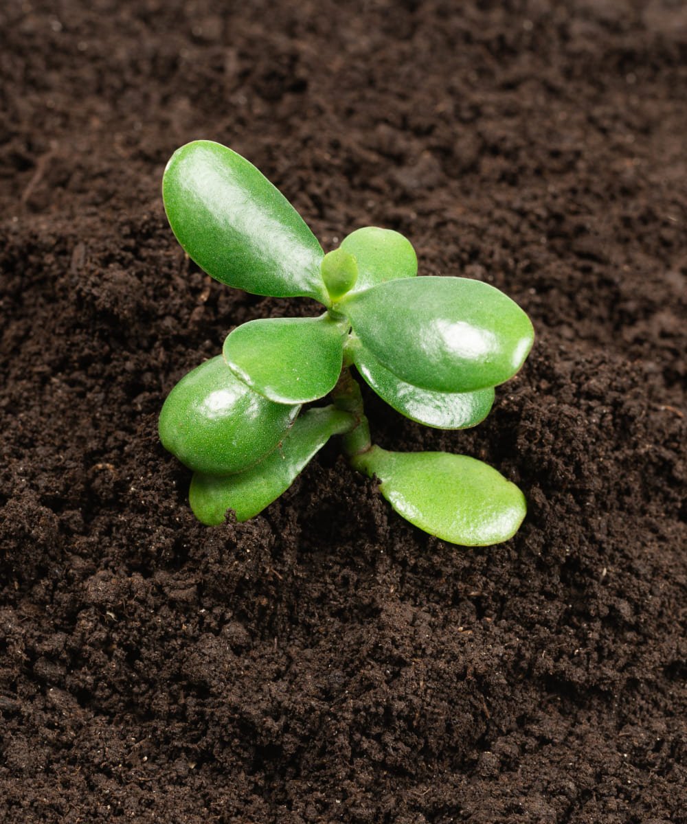 Flower on healty soil