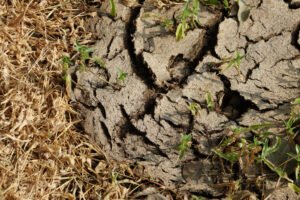 Cum să reduceți daunele cauzate de stresul agricol în 2024?